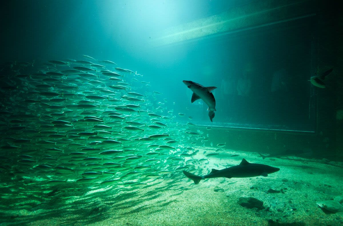 atlanterhavsparken AESN3