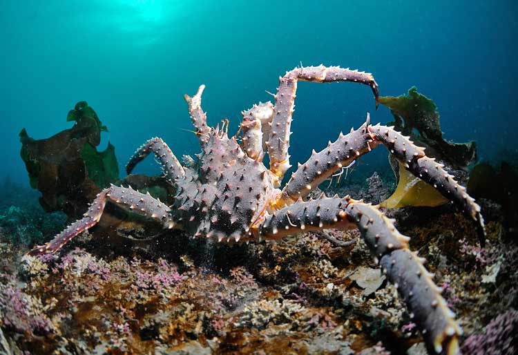 King crab fishing in a RIB - Havila Voyages