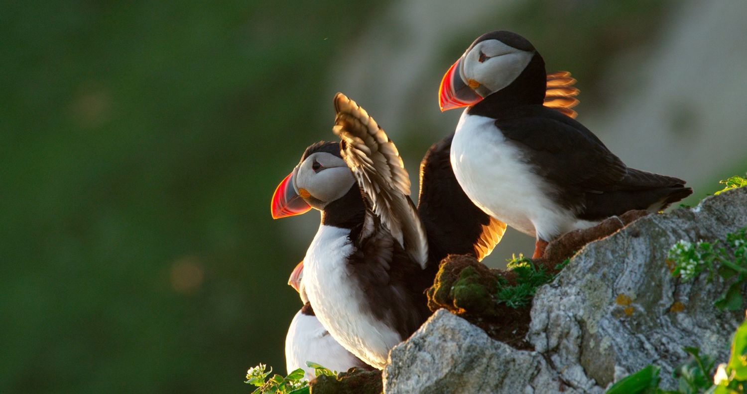 Close up of the Puffin bird in the mountains of Runde.