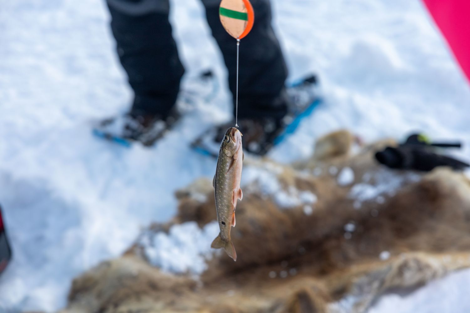 Caught fish hanging from fishing line
