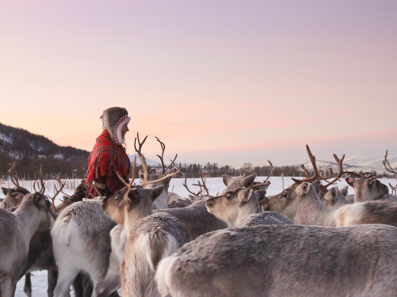 culling the reindeer