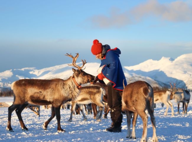 Feeding reindeer at excursion outside Tromsø.