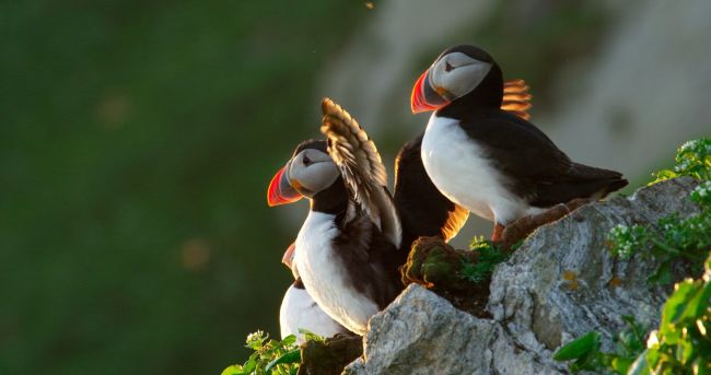 The charming puffins nesting on the cliffs. Photo: Asgeir Helgestad, visitnorway.com