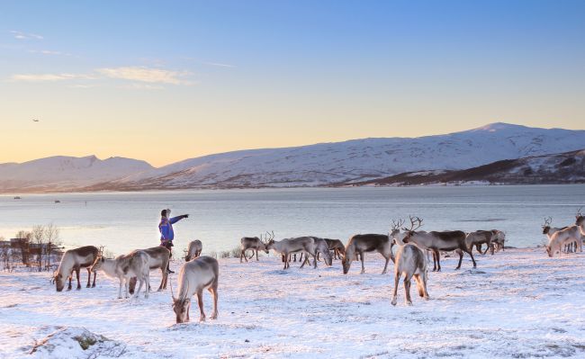 Sami pointing in horizon with reindeer around