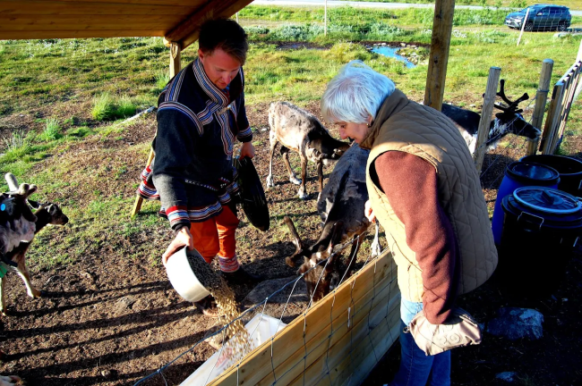 Reindeer feeding