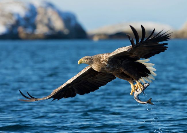 Eagle catching fish