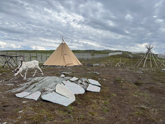 reindeer with sami tent in the background