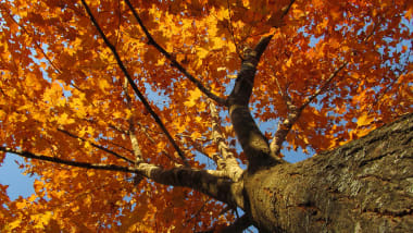 Maple Flooring