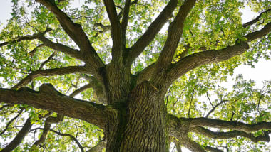 Oak Flooring