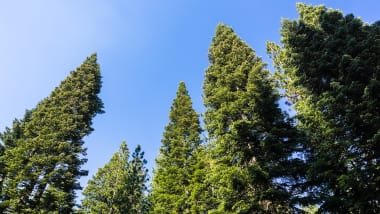 Pine Cladding