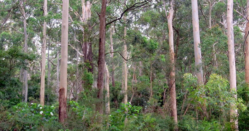 Australian Blackbutt Trees