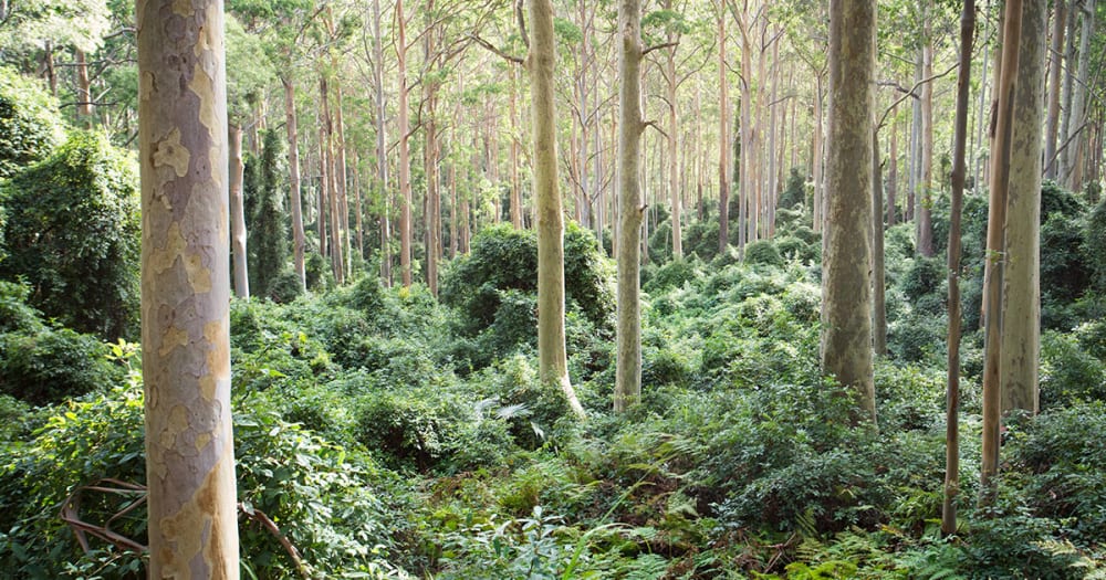 Australian Spotted Gum Trees