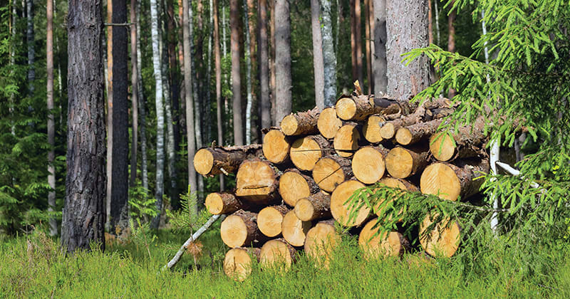 The History of Timber and Sustainability