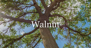 Explore Walnut timber flooring and cladding