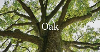 Explore Oak timber flooring and cladding