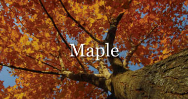 Explore Maple timber flooring and cladding