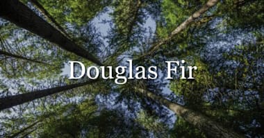 Explore Douglas Fir flooring and cladding