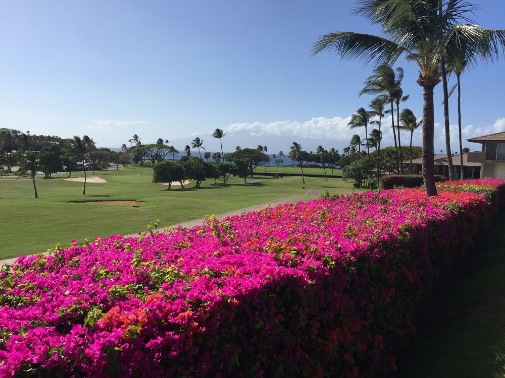 Maui Eldorado C205/C206