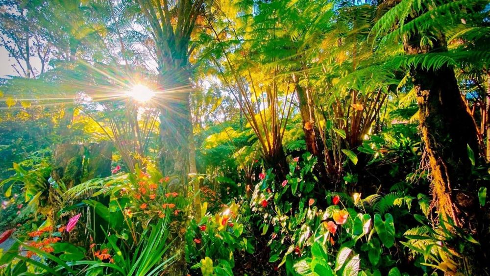 Gigi's Volcano Cottage