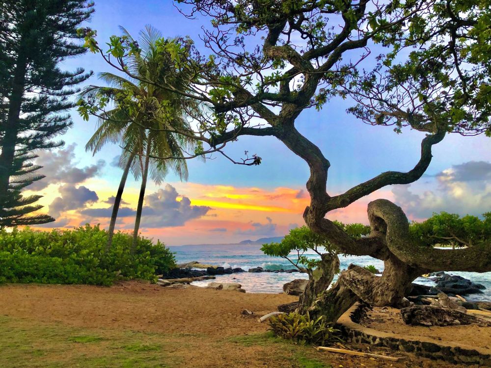 Lae Nani Condo unit 426 