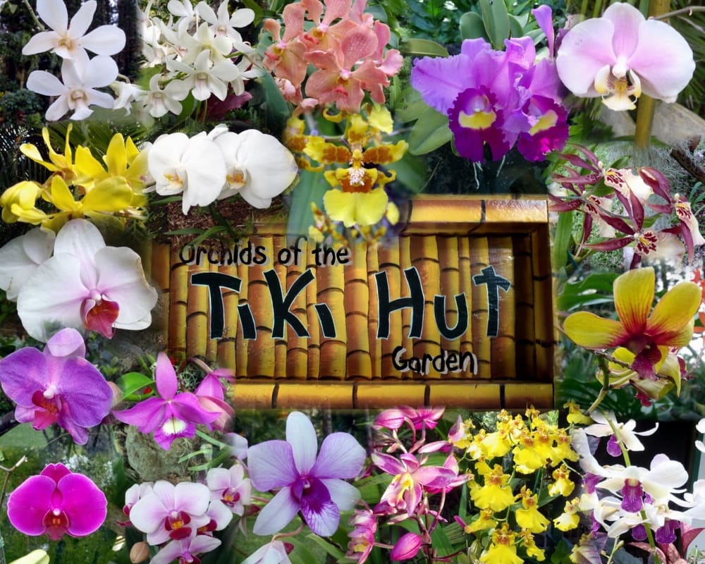 Tiki Hut