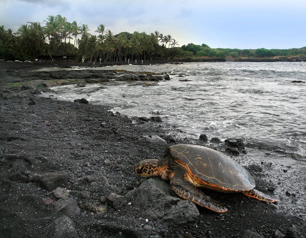 5 Star Black Sand Beach Condo