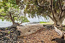 Banyan Tree 205