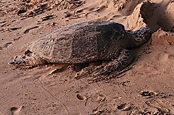 Kihei Akahi #A 108