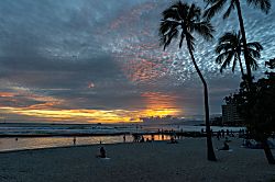 Bird of Paradise