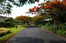 Vista Waikoloa E301
