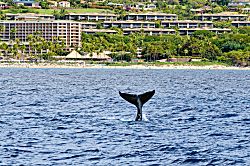 Maui Breeze Retreat at Ho'olei