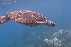 Kihei Kai Nani 130