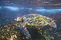 Kahana Sunset Ocean View Condo