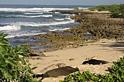 Kuilima Estates 20 East