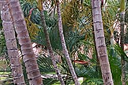 Kaua'i Paradise