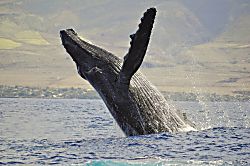 Royal Kahana 317
