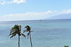 Royal Kahana 604