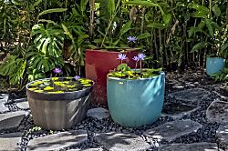 Puamana 2C Tropical Oasis