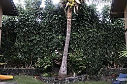 The Surf Hideaway Kona