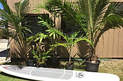 The Surf Hideaway Kona