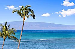 Royal Kahana 512