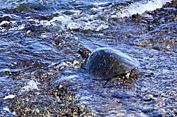 Hale I'a U'i Oceanfront Retreat