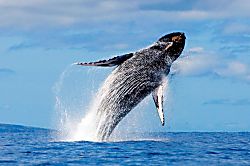 Hale Kai O Kihei Condo