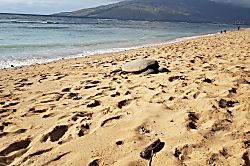 Hale Kai O Kihei Condo