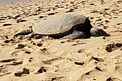 Hale Kai O Kihei Condo