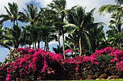 Princeville Tropical Retreat Condo 