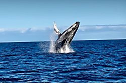 Peace of Paradise Oceanfront 