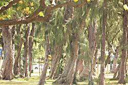 The Gold Coast of Waikiki