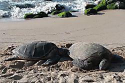 Paradise in Turtle Bay 