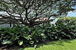 Kiahuna Plantation 223 (Building 35)